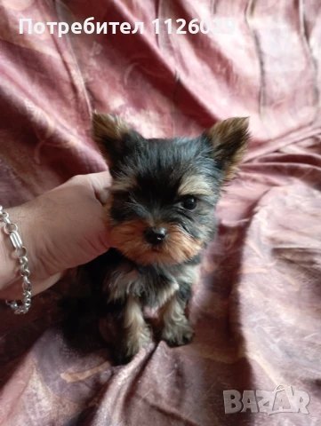 Мини йоркита на 2 месеца , снимка 1