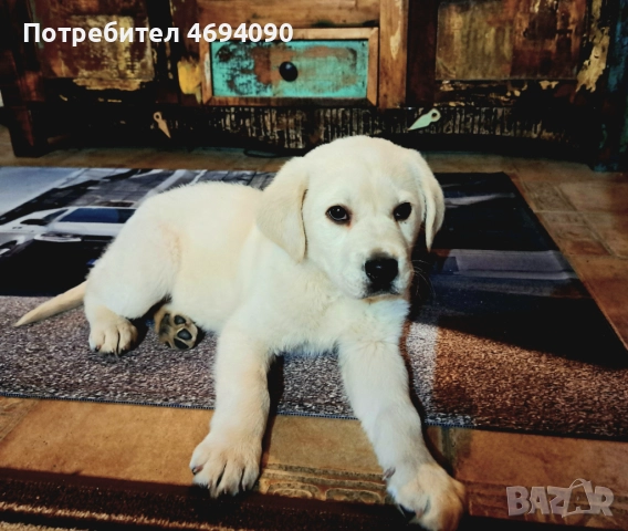 Прекрасно мъжко лабрадорче, снимка 2 - Лабрадор ретривър - 52917072