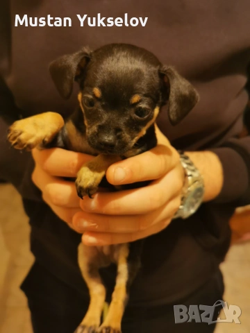 Pincer пинчерчета