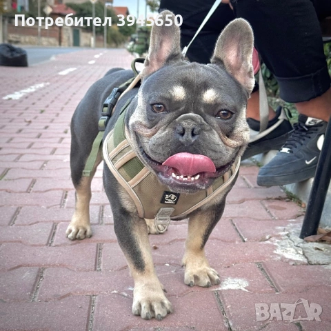 Мъжки френски булдог 