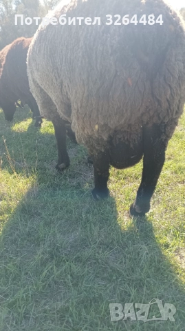 Продавам коч Мирон шароле, снимка 3 - Овце - 52503717