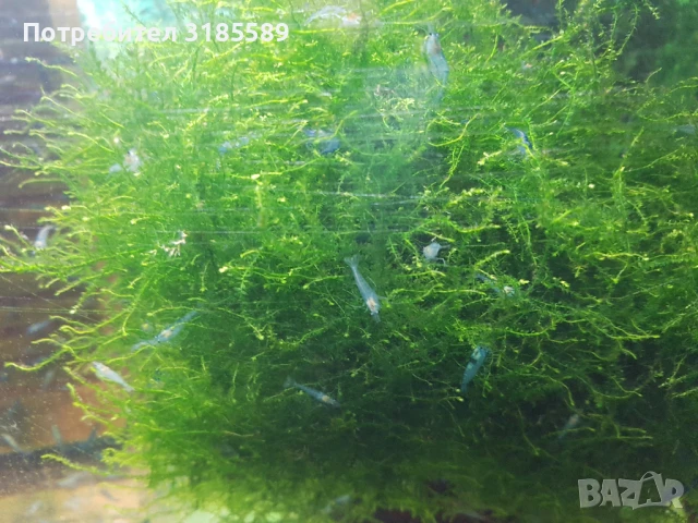 НАЛИЧНИ сини скариди, снимка 1