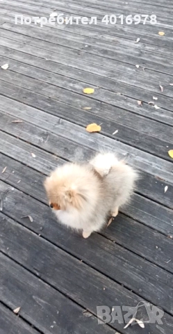 Померан Момиче с Родословие FCI, снимка 4 - Померан - 52822184