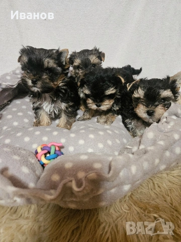 Йоркширски териер, снимка 6 - Йоркширски териер - 53599008