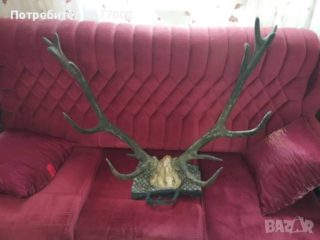 Красив трофей от елен, снимка 2 - Антикварни и старинни предмети - 52793539