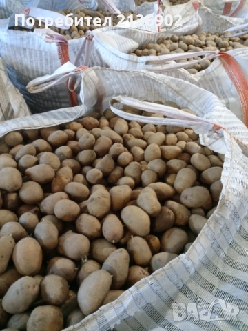 Картофи за консумация Сорая, снимка 4 - Домашни продукти - 52327531