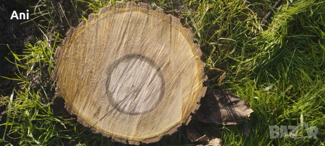 Шайби суров орех, снимка 2 - Други - 52789823