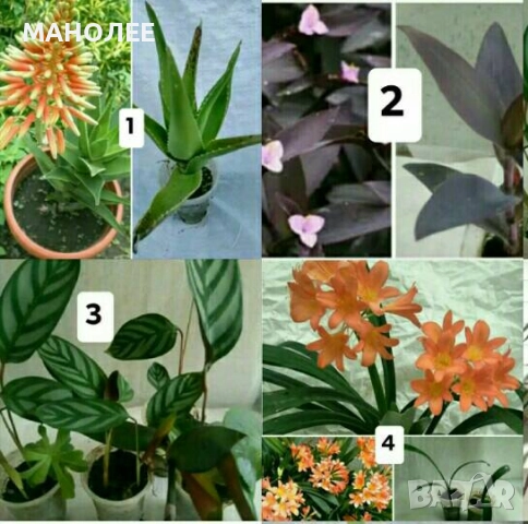 Саксийни цветя - 4 вида - 4 НЕЗАСАДЕНИ КОРЕНА В ЕДИН ПАКЕТ /видове по избор/ ЗА 20 ЛВ. / 10,23 € .