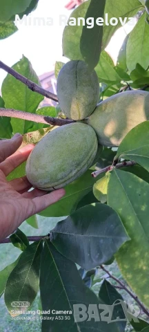 Асимина трилоба, снимка 1