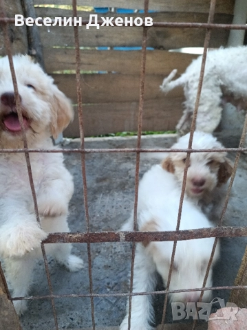 лагото Романьоли 