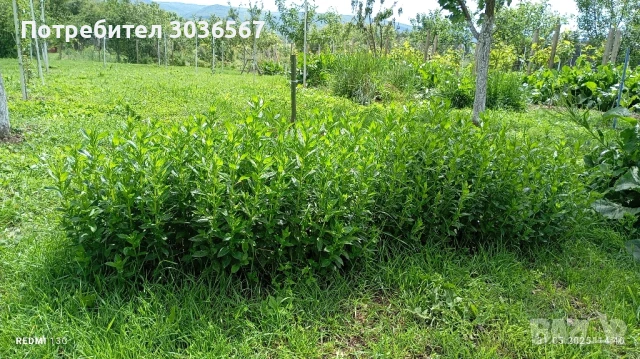 Картофи, лук - пресни, джоджен, магданоз., снимка 6 - Домашни продукти - 50466216