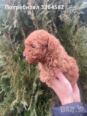 Мини пусел, снимка 17 - Пудели - 53276952