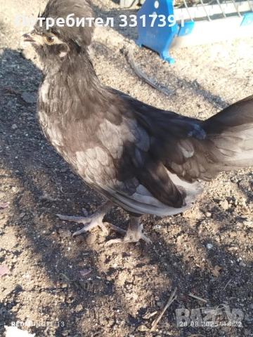 две декоративни кокошки струмски бантам по 25 лв, снимка 1