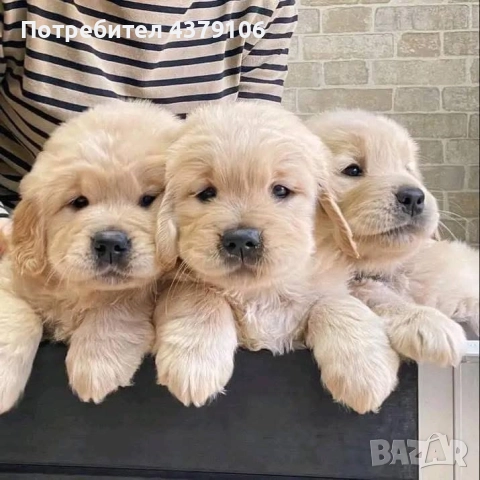 Голдън ретривър момче родословен баща