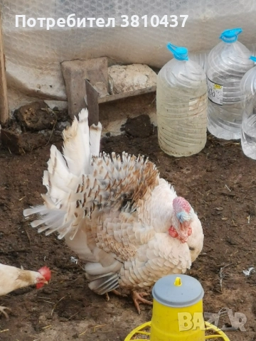 продавам пуйки и пуяци цена 120 ЛВ за Брой, снимка 8 - За птици - 52249636