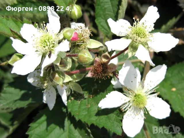 Къпина Лох Нес Без Бодли, снимка 2 - Разсади - 47597421