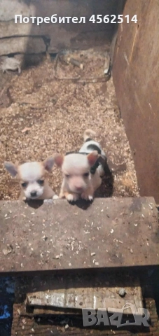 Продавам 3 пинчера, снимка 2 - Пинчер - 52913790