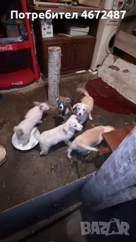 Подаряват се кученца, снимка 15 - Други - 52700983