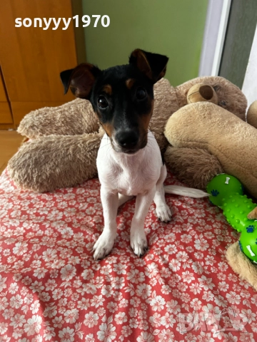 ДЖАК РЪСЕЛ 0201262022, снимка 6 - Джак ръсел териер - 52957926