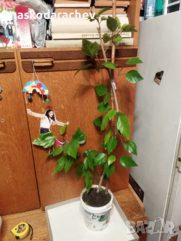 Китайски рози цвят червен празен фуния, снимка 11 - Стайни растения - 34949038