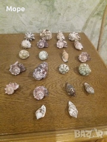 Лот Раковина Рапани , снимка 7 - Морски сувенири - 37771617