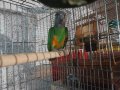 Сенегалски папагали чифт , снимка 2