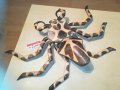 дървен паяк/рак/звяр с 6 крака 70см 1304211207, снимка 2