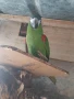 Продавам мъжка ара нобилис и мъжка веницуелска амазонаи или купувам женски, снимка 5