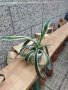 Американско пъстро Агаве (Agave americana variegata) или Столетник с пъстри листа, снимка 7