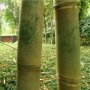 100 броя редки бамбукови семена зелен бамбук Moso-Bamboo Pla мосо бамбо растение декорация и украса, снимка 8