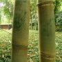 40 броя редки бамбукови семена зелен бамбук Moso-Bamboo Pla мосо бамбо растение декорация украса за , снимка 8