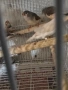 Продавам зеброви амадини, снимка 6