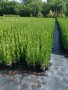 туя фастигията над един метър височина цена 8лева във дволитрови контейнери , снимка 2