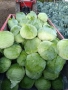 Продавам зеле сорт Марлу , снимка 3
