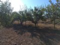 Орехова градина - 20 дка, снимка 11