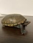 Продавам Мускусна костенурка, снимка 1 - Костенурки - 43643972
