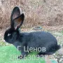 Продавам зайци великани, снимка 4