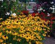 Рудбекия, студоустойчива, снимка 1 - Градински цветя и растения - 39435238