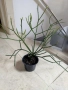 Кактус без бодли Euphorbia tirucalli, снимка 4