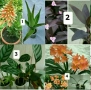Саксийни цветя - 4 вида - 4 НЕЗАСАДЕНИ КОРЕНА В ЕДИН ПАКЕТ /видове по избор/ ЗА 20 ЛВ. / 10,23 € ., снимка 1