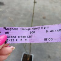 Магнолия Джордж Хенри Керн, Magnolia George Henry Kern, снимка 5 - Градински цветя и растения - 40173412