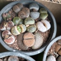 Lithops/живи камъчета/, снимка 15 - Стайни растения - 39521079