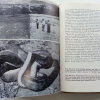 Четириноги Австралийци - Бернхард Гжимек - 1969г. , снимка 4 - Други - 40225924