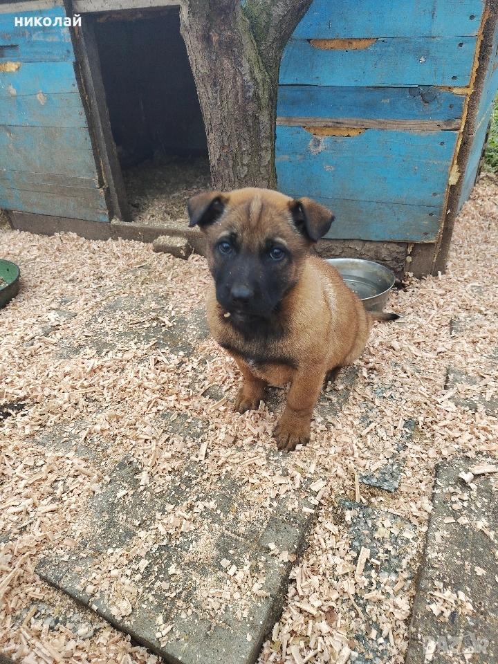 Малки кученца белгийска овчарка , снимка 1