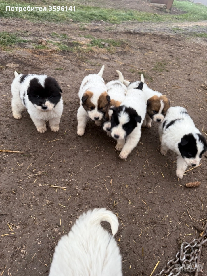 Каракачанки с.Агатово, снимка 1