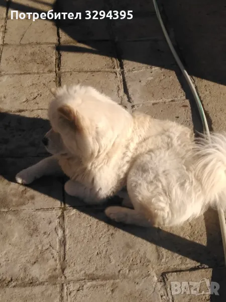 Чау Чау за Разплод , снимка 1