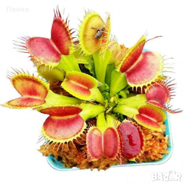 30 бр свежи семена от месоядно растение венерина мухоловка улавя насекоми за декорация на дома офиса, снимка 1