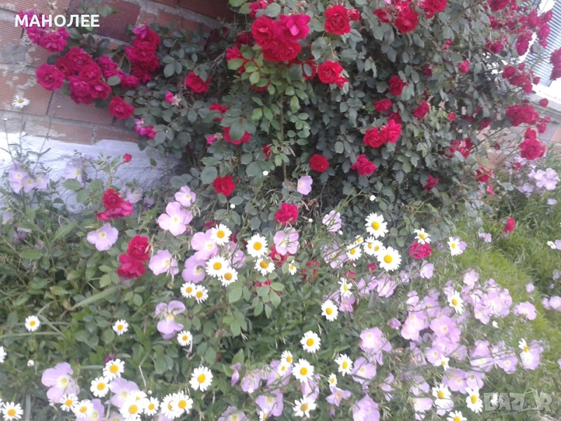 Семена от 60 вида цветя и растения, снимка 1