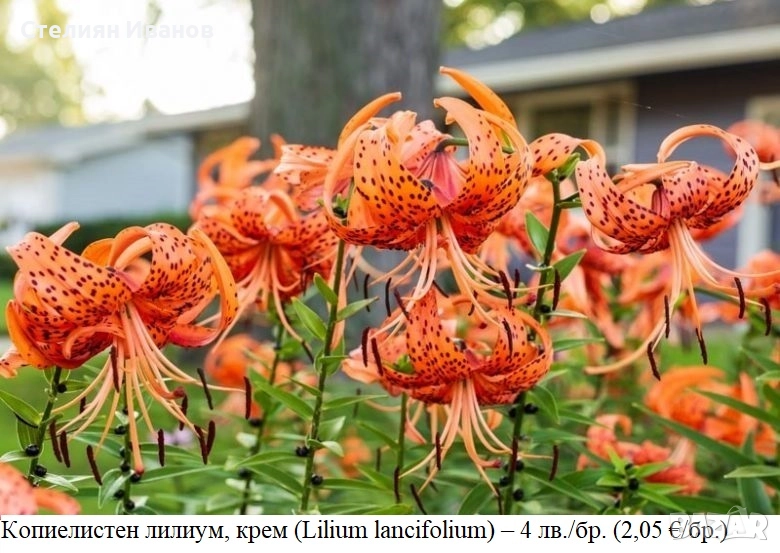 Копиелистен лилиум, крем (Lilium lancifolium) –  луковици, снимка 1
