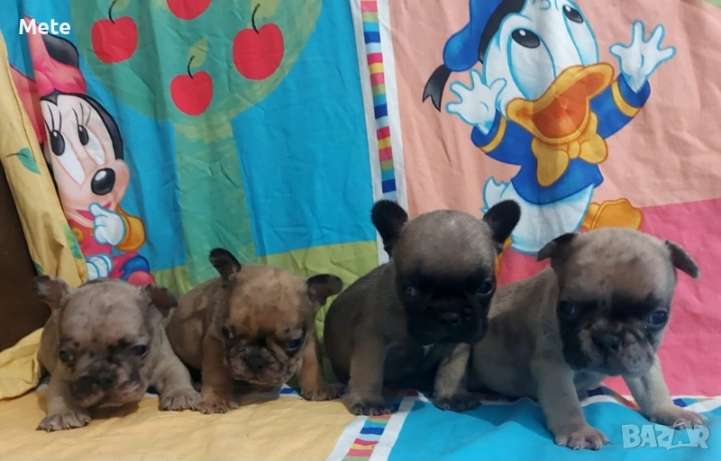 френски булдог, снимка 1